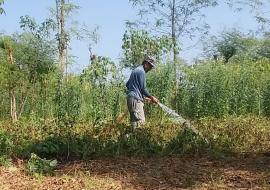 Sudah Tak Ada Hujan, Petani Kacang Tanah Mengeluh